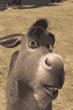 mule-laughting.gif